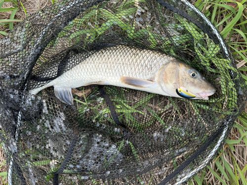 ニゴイの釣果