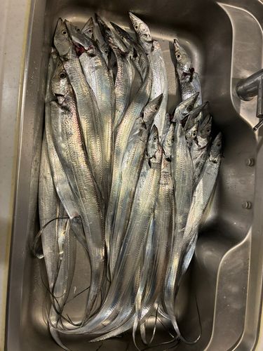 タチウオの釣果