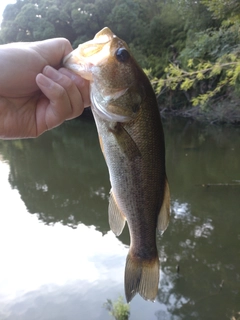 ラージマウスバスの釣果