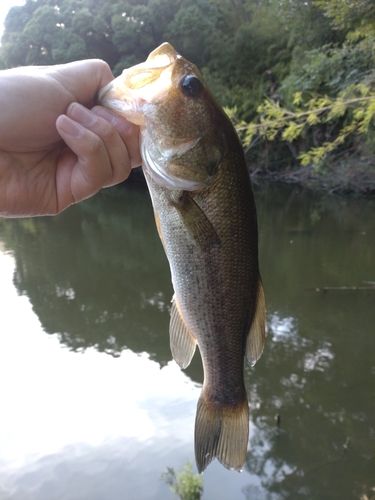ラージマウスバスの釣果