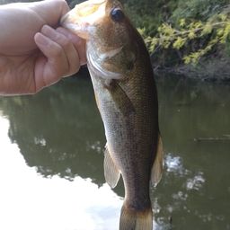 ラージマウスバス