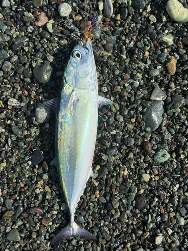 ヒラソウダの釣果