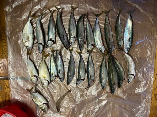 サバの釣果