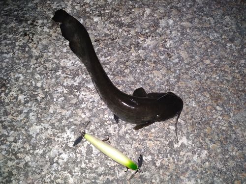 ナマズの釣果