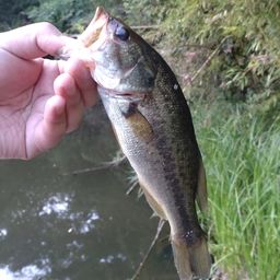 ラージマウスバス