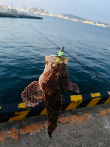 イヌカサゴの釣果