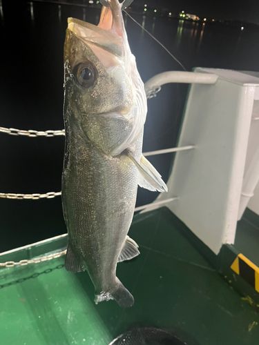セイゴ（マルスズキ）の釣果