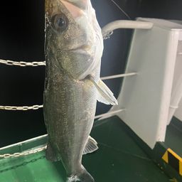 セイゴ（マルスズキ）