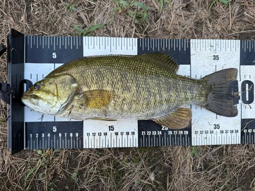 スモールマウスバスの釣果
