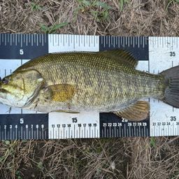 スモールマウスバス