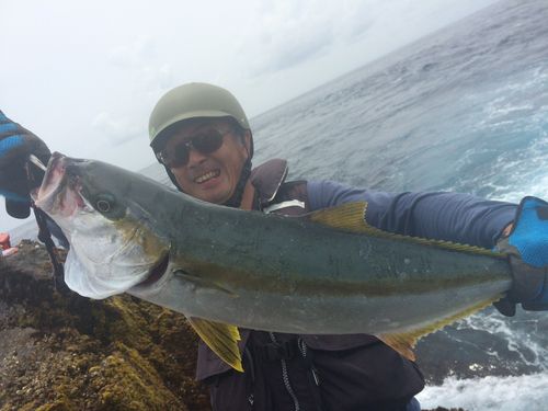 ヒラマサの釣果