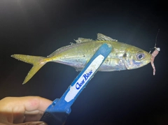 マアジの釣果