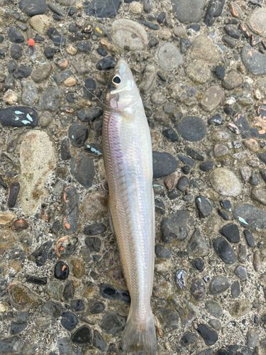 シロギスの釣果