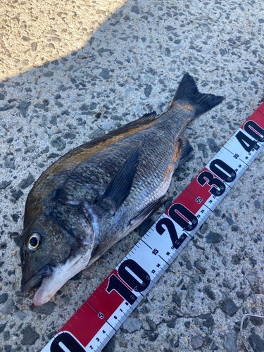 チヌの釣果