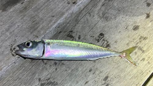 サバの釣果