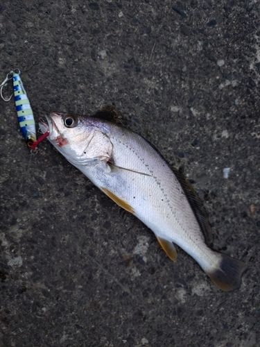 ニベの釣果