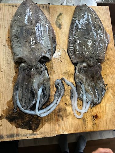 モンゴウイカの釣果