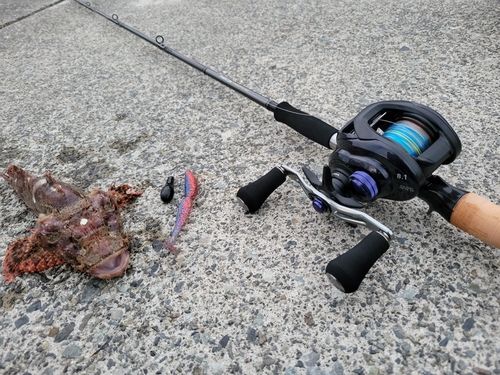 イズカサゴの釣果