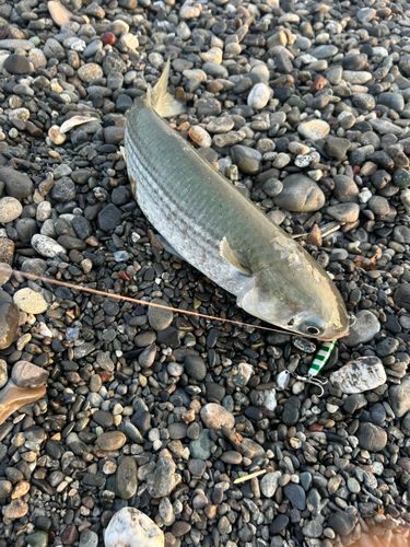 ボラの釣果