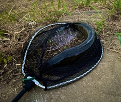 ライギョの釣果