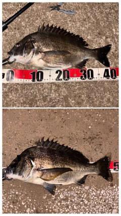 クロダイの釣果