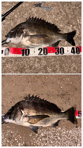 クロダイの釣果