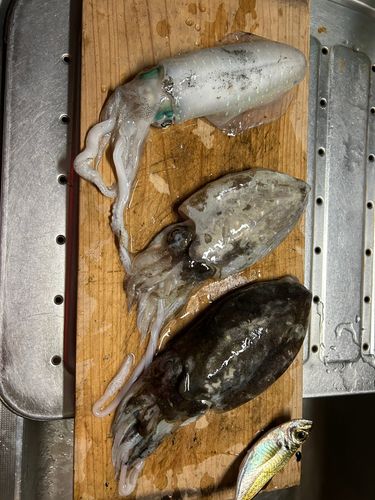 イカの釣果