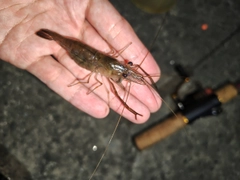 テナガエビの釣果
