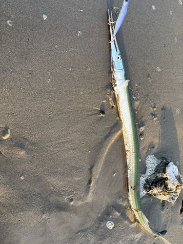 ダツの釣果