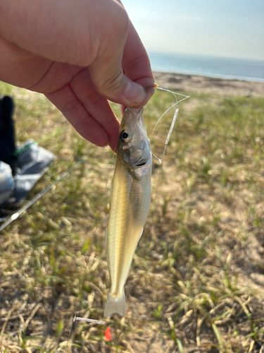 キスの釣果