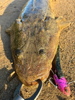 マゴチの釣果