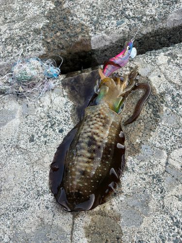 アオリイカの釣果