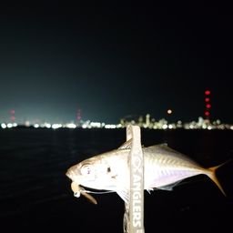 アジ