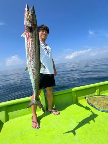 サワラの釣果