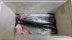 サバの釣果