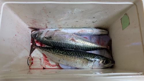 サバの釣果