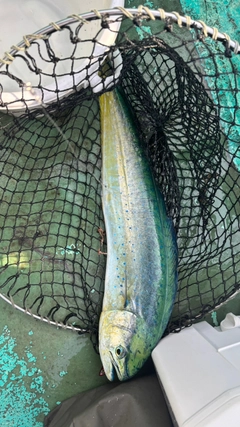 シイラの釣果