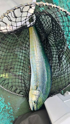 シイラの釣果