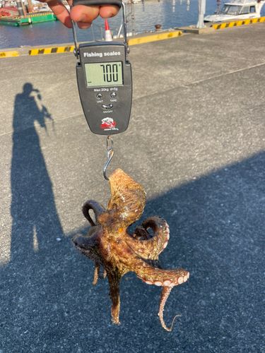 マダコの釣果