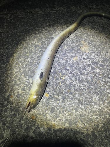 ホタテウミヘビの釣果