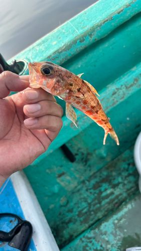 ヒメの釣果
