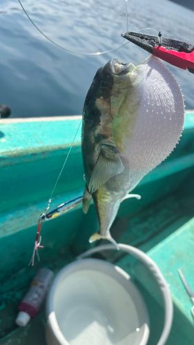 フグの釣果