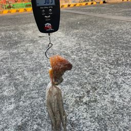 マダコ