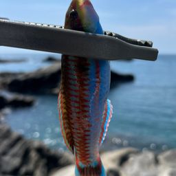 ベラ