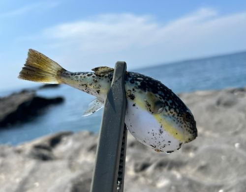 フグの釣果
