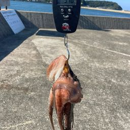 マダコ