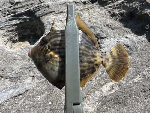 カワハギの釣果