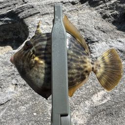カワハギ