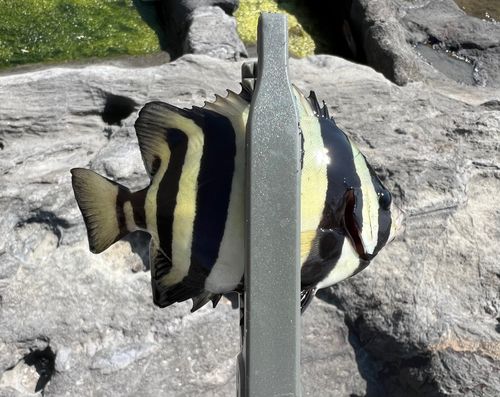 イシダイの釣果