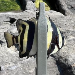 イシダイ